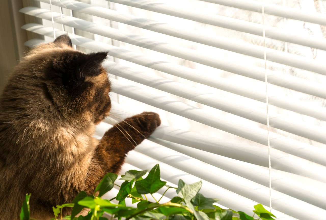 A cat using its paw to move blind slats so it can see outside at Hubbard’s Custom Blinds nearCambridge, MD 